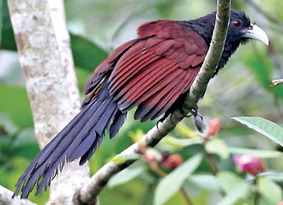 Endemic birds of Sri Lanka | Sunday Observer