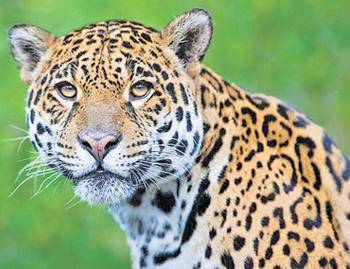 The majestic jaguar | Sunday Observer