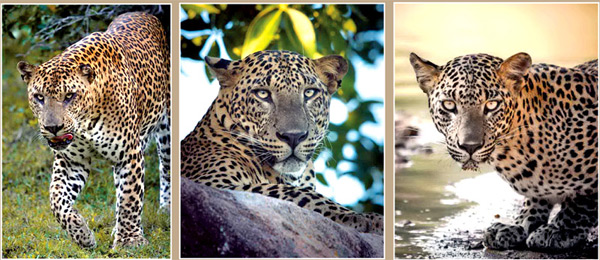 Saving leopard from extinction | Sunday Observer