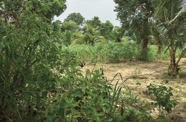 Scene of crime at brinjal field