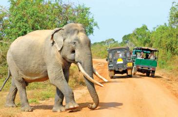 A salient point made in the AG’s report is the need to limit the number of vehicles entering the Yala National Park.