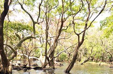 Remains of an ancient tank waded by tractor; presently sand-filled and retaining only up to one meter- deep water; this wetland habitat is colonized by a grove of “Kumbuk’ trees, mimicking a river forest.  