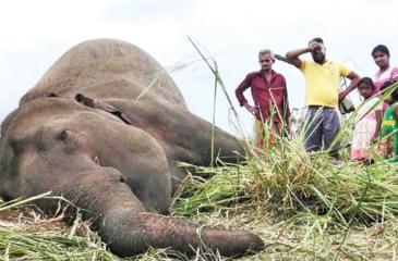 Tragedy of a fallen giant