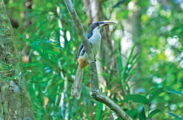 HABITAT: A Grey Hornbill, an endemic resident of the Dobagaskanda forest reserve at Ingiriya