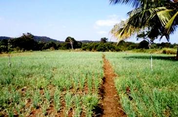 Seasonal crops