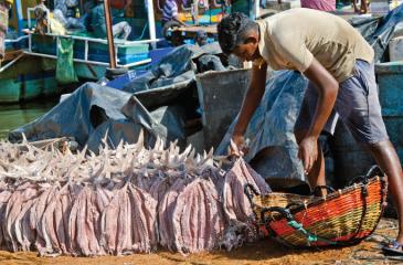 A dried fish maker lines up freshly salted-washed fish