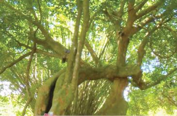 Crudia zeylanica tree at Gampaha Botanical Gardens.