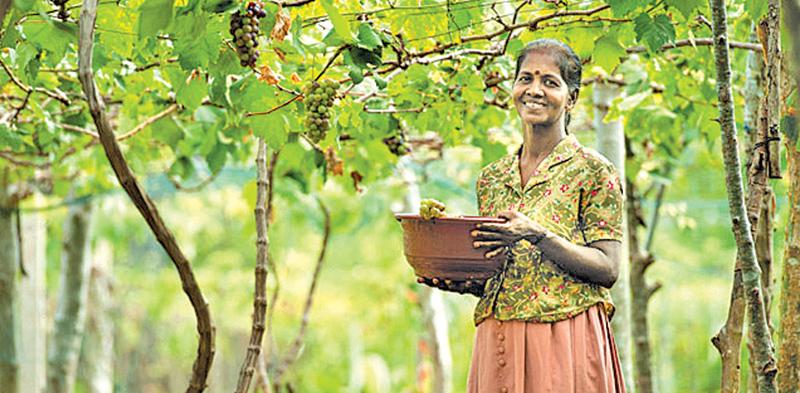 The Northern Province is well on the track to become a vibrant economic force in the country, despite recording the smallest provincial GDP