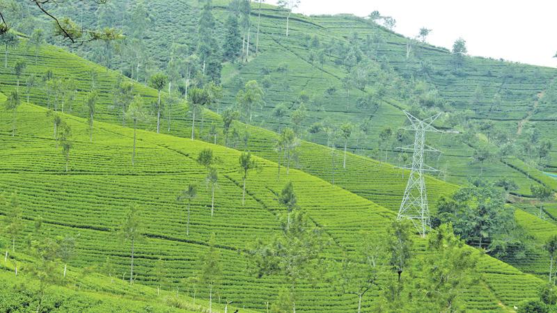 The Talawakele Tea Estate in Nuwara Eliya. PICTURE: LAKE HOUSE MEDIA LIBRARY 