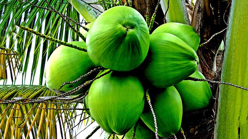 Annual coconut production is now about three billion nuts