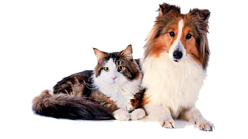 Cats and dogs are more mentally evenly matched than previously thought (Pic: Alamy)