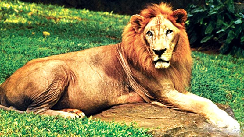  The mascot Lion “ Cougar”   