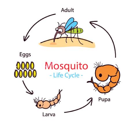 Lifecycle of a mosquito | Sunday Observer