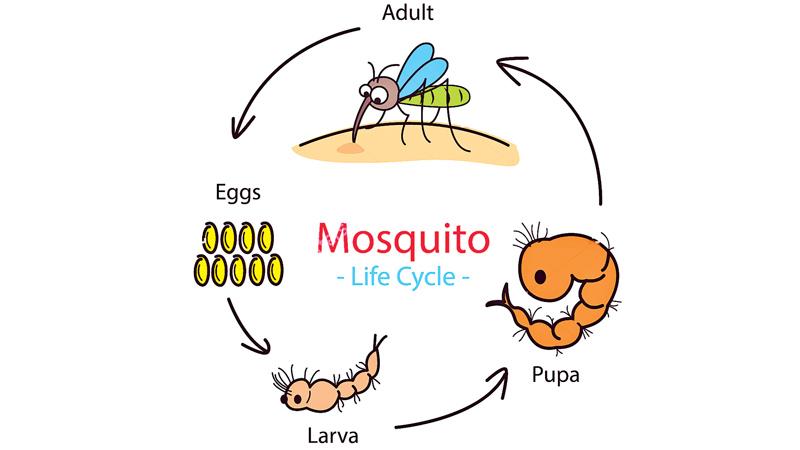 Lifecycle of a mosquito | Sunday Observer