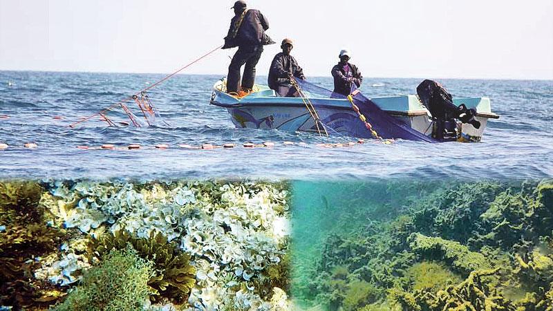 ‘Surukku’ nets in operation inside the Bar Reef 