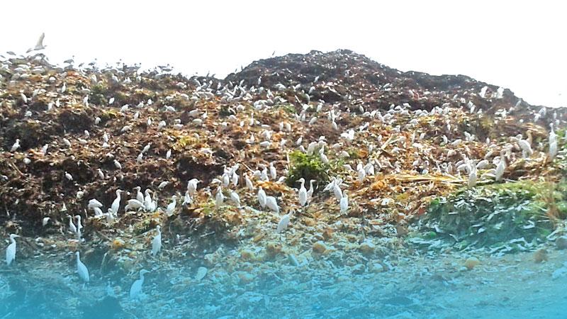 Karadiyana with birds who will eat plastic and take it to various places and will often end up in the waterways and sea