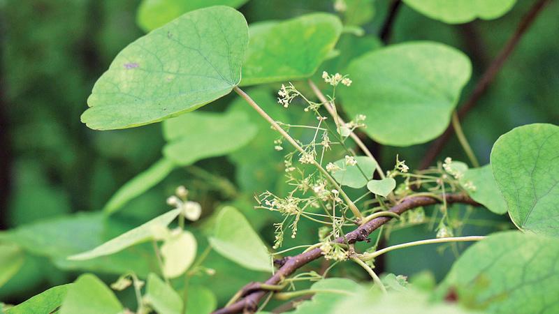 Warakagoda’s team developed a method of using the leaves – inducing the growth of callouses, from which Berberine could be extracted. WWW.FLICKR.COM