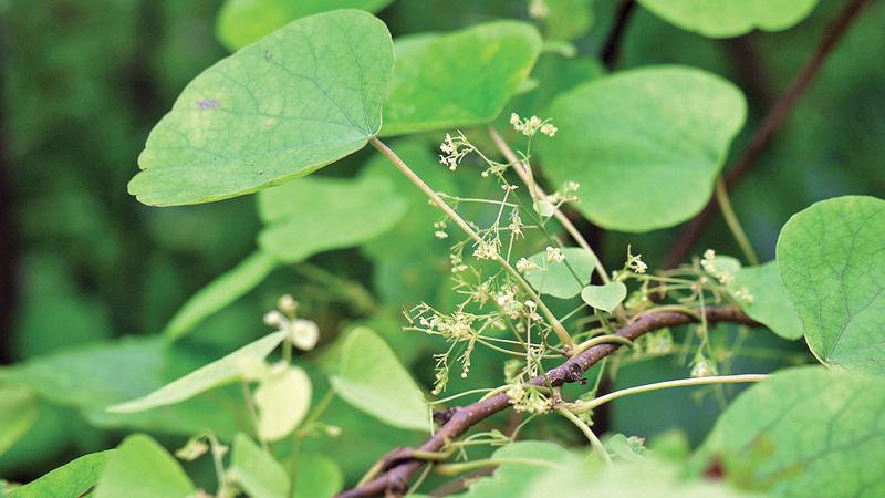 Warakagoda’s team developed a method of using the leaves – inducing the growth of callouses, from which Berberine could be extracted. WWW.FLICKR.COM 