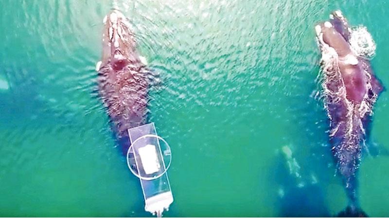 The SnotBot  hovers above whales as they surface for air. They then lower petri dishes that capture the whale’s snot spray.  
