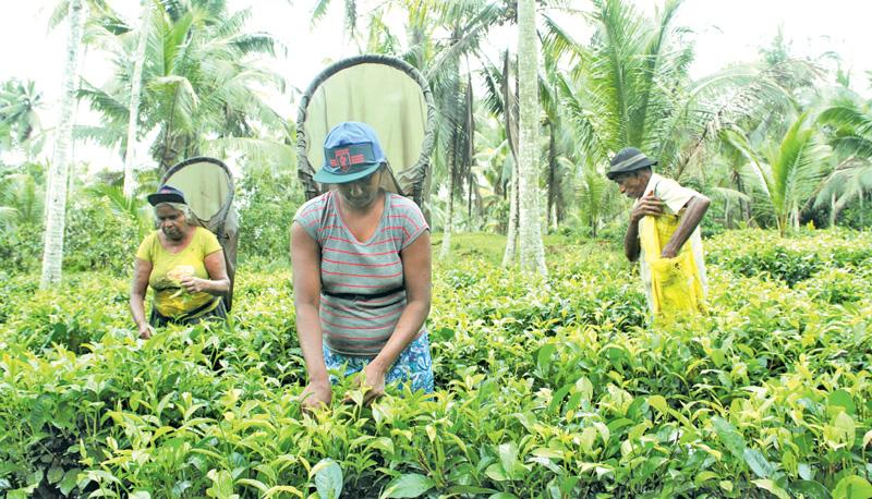 “The physiological level of the workers has gone down drastically. The overgrowth of weeds in the estates only makes it more difficult for our employees to simply traverse one section of the plantation to another, let alone harvest and maintain the tea bushes.” 