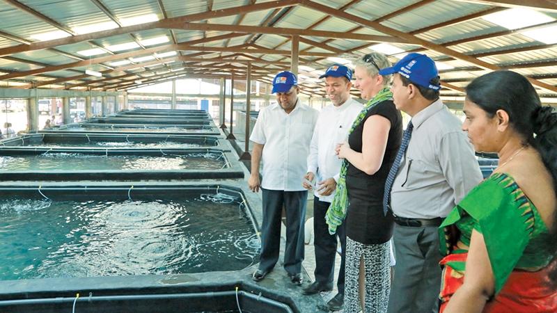 From left: Mahinda Amaraweera – Minister of Fisheries and Aquatic Resources Development, M.L.A.M. Hizbullah – State Minister of Rehabilitation and Resettlement, Libuse Soukupova – Head of Cooperation of the European Union Delegation, Upali Mohotti – Chairman of the National Aquaculture Development Authority (NAQDA) are seen observing the tanks at the Multi-Species Marine Finfish Hatchery in Tharmapuram, Batticaloa.