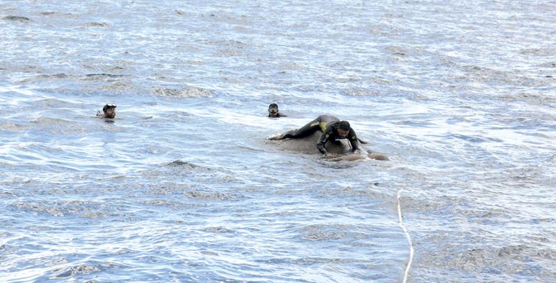 The diving crew bringing the confused elephant to safety   