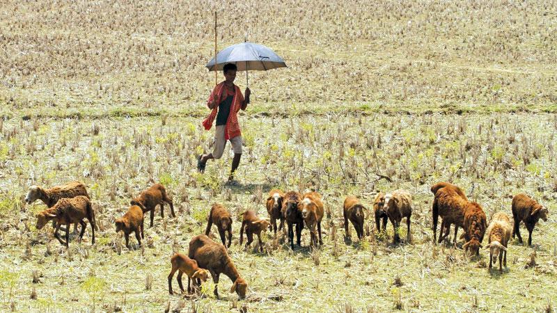 ‘Unfair’: poor farmers are most at risk from future humid heatwaves but have contributed little to the emissions that drive climate change. Photograph: NurPhoto/via Getty Images    