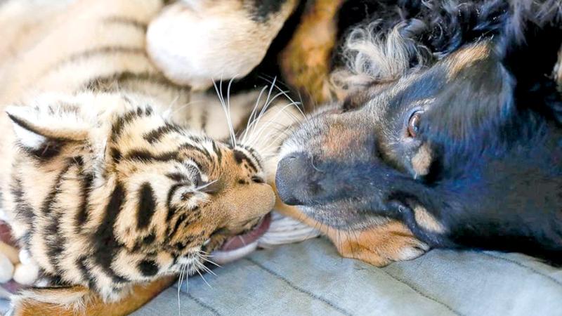 A Malaysian tiger cub plays with resident nursery dog Blakely at the Cincinnati Zoo & Botanical Gardens, in Cincinnati.