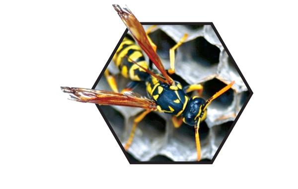 People who want to rid themselves of wasp nests should call a professional exterminator or use a commercial insect repellent, Thunder Bay Fire Rescue District Chief John Kaplanis told CBC. (John P. Ashmore/Shutterstock)