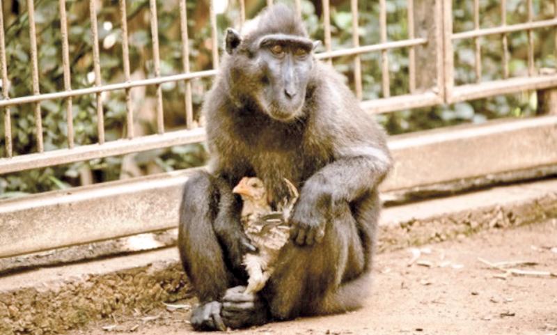 Niv, a four-year-old Indonesian black macaque, holds a young chicken at the Ramat Gan Safari Park near Tel Aviv on August 25    