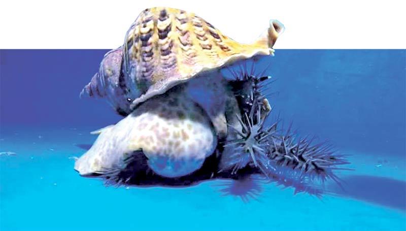 The crown-of-thorns starfish is a threat to the Great Barrier Reef.