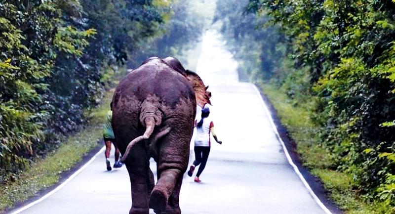   Two runners, who tried to take selfies with a wild elephant in Khao Yai National Park in Nakhon Nayok province, had to sprint for their lives after it turned on them and chased them. 
