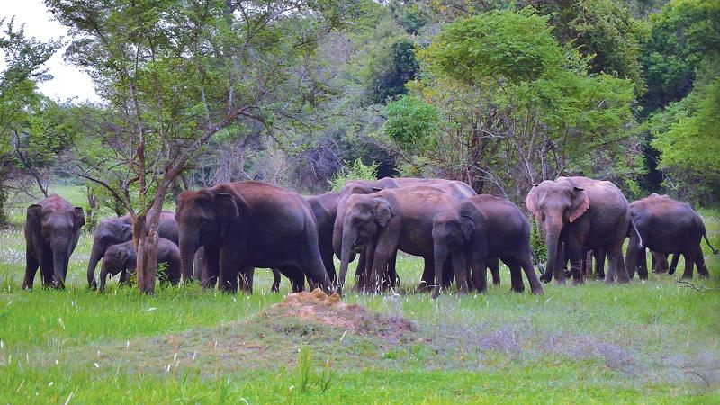 A herd of elephants emerge from the jungle