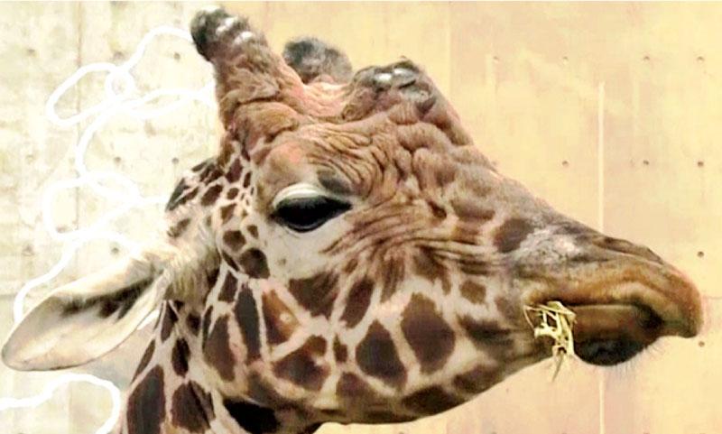 Excrement from giraffes and hippos is being reused to make paper at a zoo in northern Japan   