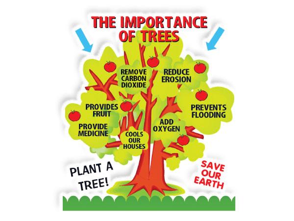 why trees are important