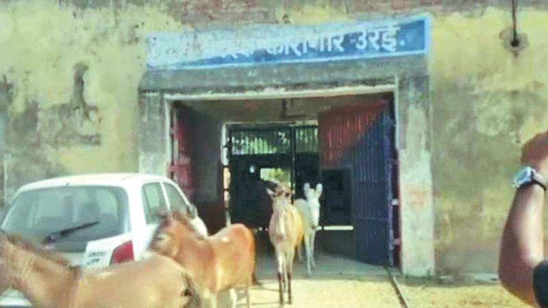 A herd of donkeys walking out of Urai jail in Uttar Pradesh’s Jalaun district 
