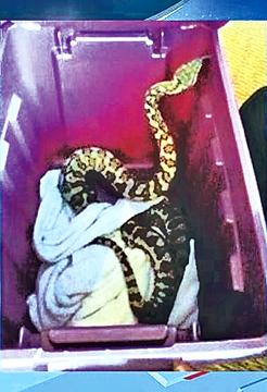 A Seattle family found a 4-feet-long ball python on the toilet at their apartment complex Friday night.