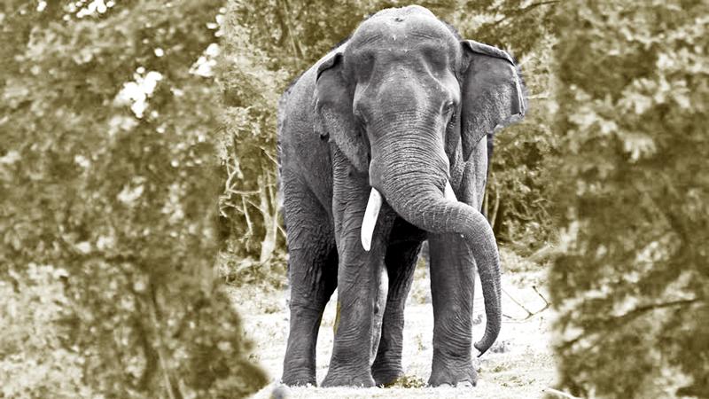 Walagamba-Tusker at Kalawewa Pic: Rajiv Welikala