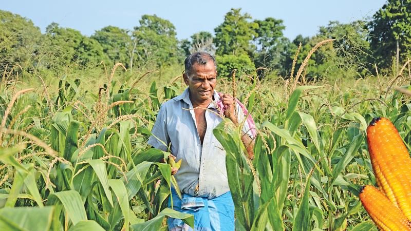 FARM LIFE: Farmer D.M. Karunapala in Karakolagaspitiya, Kotiyagala oversees his bumper maize harvest in his Chena. 
