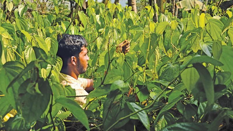 A young farmer plucks betel leaves in his betel farm