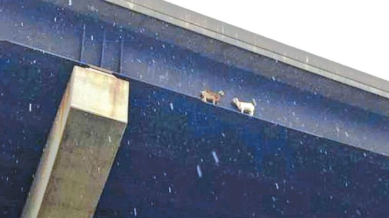 Pennsylvania Turnpike officials said the two goats wandered on to the Mahoning River Bridge from a local farm near New Castle. (Pic: Pennsylvania Turnpike/ Facebook)    