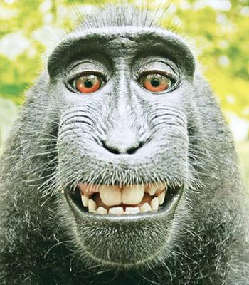 Monkey can’t sue for copyright infringement of selfies | Sunday Observer