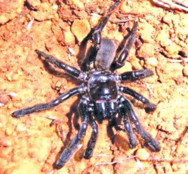 The ‘o. 16’ Giaus Villosus spider stands on the ground.     