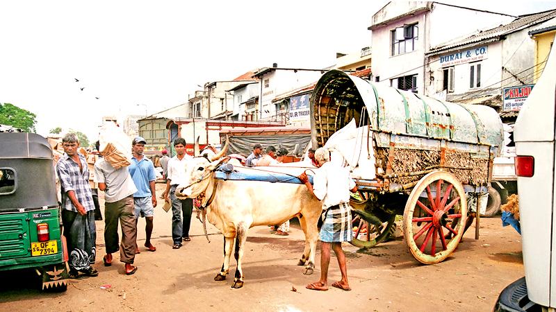 IN A CONTINUUM: The wheel comes full circle, with rickety animal-drawn carts sharing road space with modern machines. The bullock cart anchors in the Pettah market to load sacks of flour   