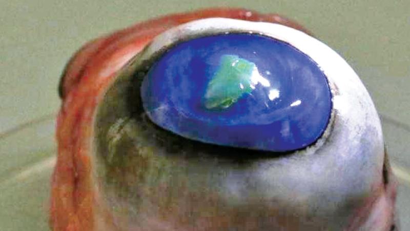A laser membrane is seen attached to a contact lens placed on a cow’s eye