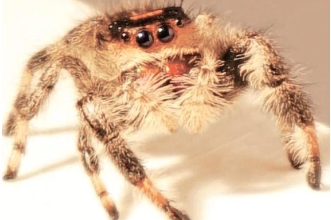 The team in Manchester studied the arachnid to see how jumps could help develop new agile robots inspired by nature. Pic: University of Manchester   