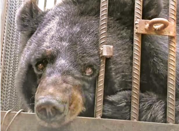 Asiatic Black Bear raised as a pet dog  -CGTN