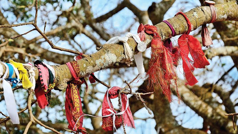 Devotees tie coins in cloths around the Bo tree branch making their vows (bhara) to deities
