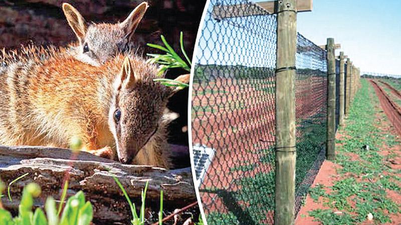 Australia electric fence protect endangered animals   