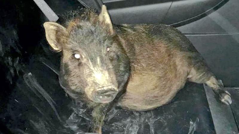 This pig was following a man in Ohio as he walked home. Police thought the man was “obviously drunk,” until they saw for themselves.     